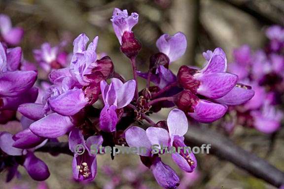 cercis occidentalis 5 graphic